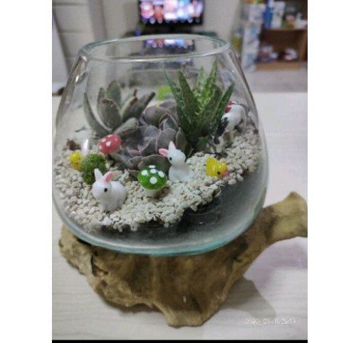 AQUARIUM AKAR KAYU GLASS ON WOOD Shopee Indonesia