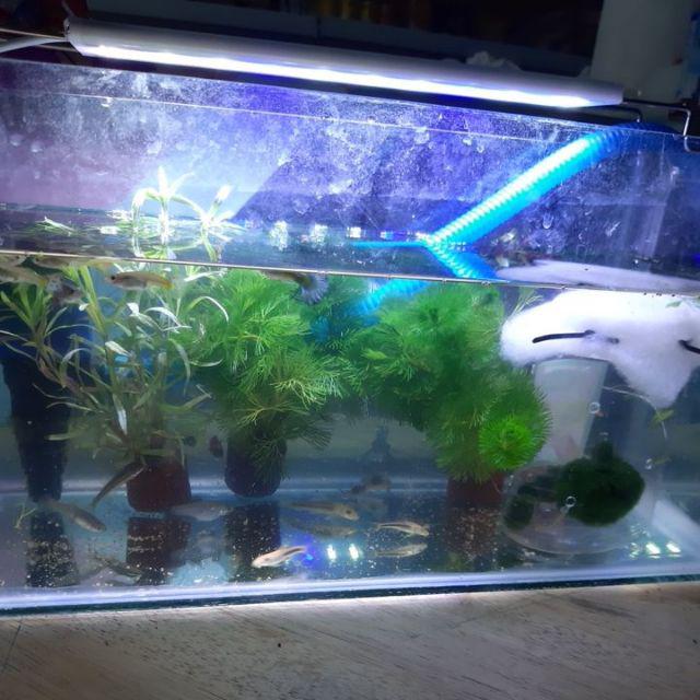 Marimo Moss Ball In Jar Tinggi 240 Ml 1< Alga Jepang