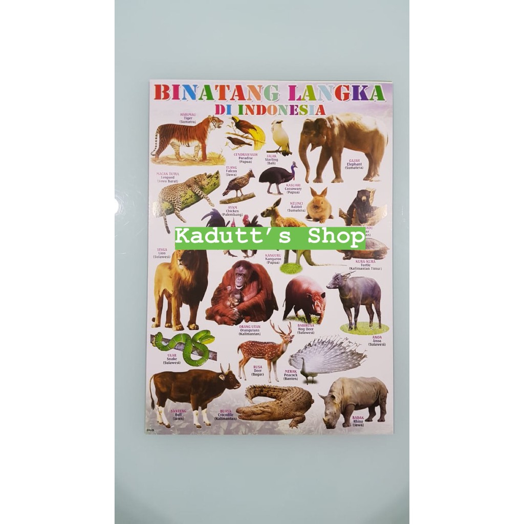 Langsung Order Poster Edukasi Hewan Binatang Langka Dilindungi Animal Mainan Murah terbaik