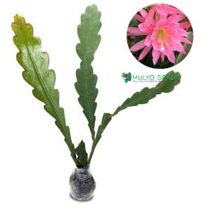 Wijaya Kusuma incredible Epiphyllum Bibit Dewasa Bunga wangi