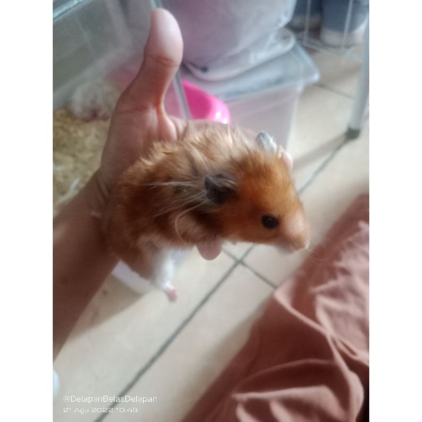 hamster syrian long hair