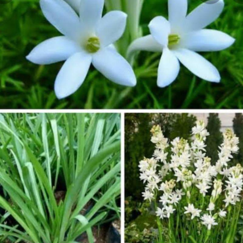 promo jual tanaman hias bunga sedap malam bunga putih tanaman hias bibit bunga sedap malam bunga put