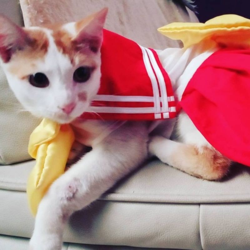 Pesanan Khusus diluar model yang diminta / baju kucing satuan atau grosir