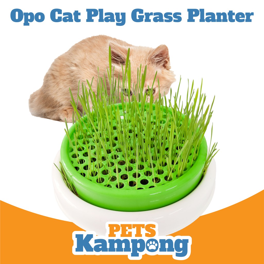 Opo Cat Cat Grass Planter Tempat tanam Rumput Kucing  Shopee 