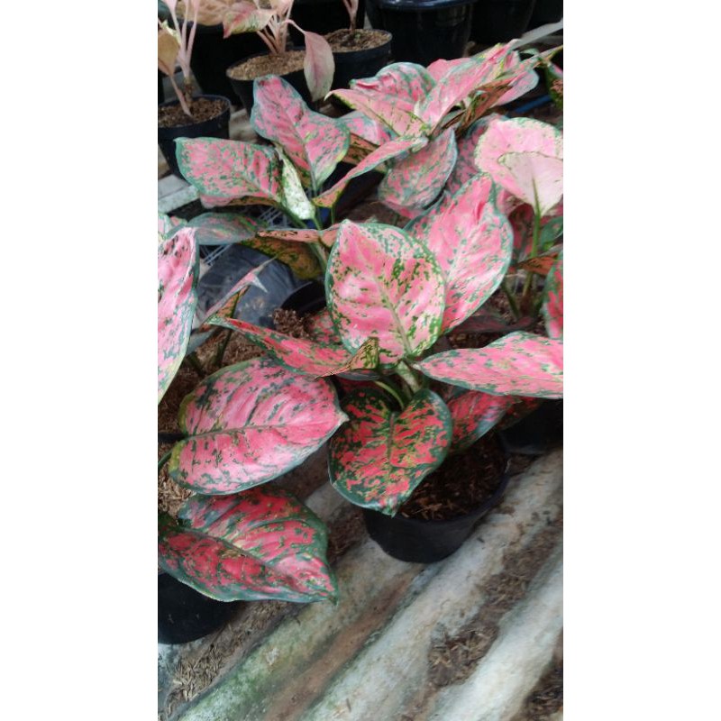 Aglonema Dut anjamani Super Ukuran Remaja
