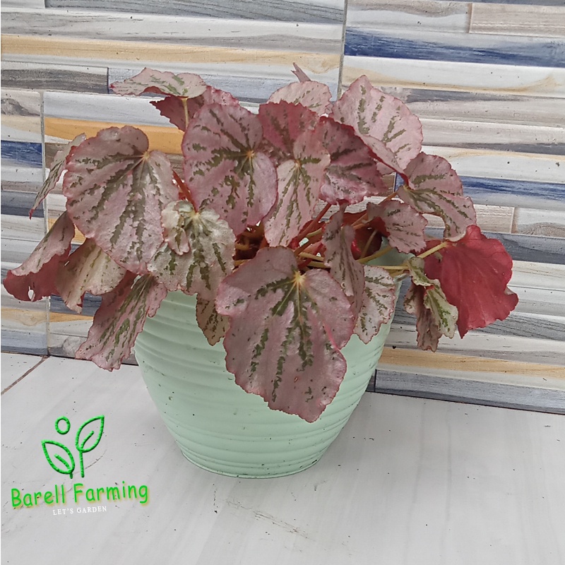 tanaman hias begonia silver pink egonia Pink Mini atau Begonia silver pink Martin's Mistery