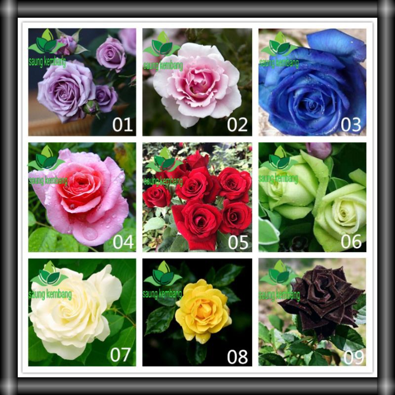 bunga mawar/biji mawar aneka warna