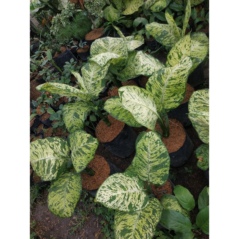 Dieffenbchia/Aglonema Anggun Ayu