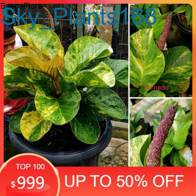 Biji jemani mangkok tornado varigata