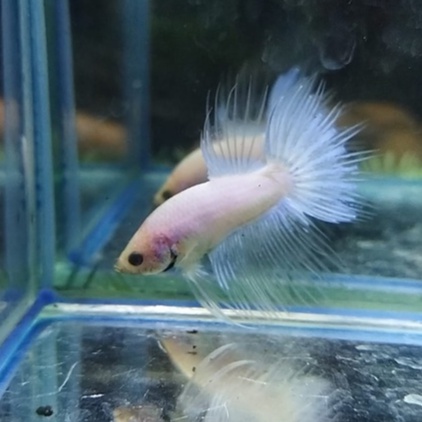 SEPASANG IKAN CUPANG SERIT/CROWNTAIL/CT FANCY PROSES MUTASI 100% REALPICT (KODE AG6)