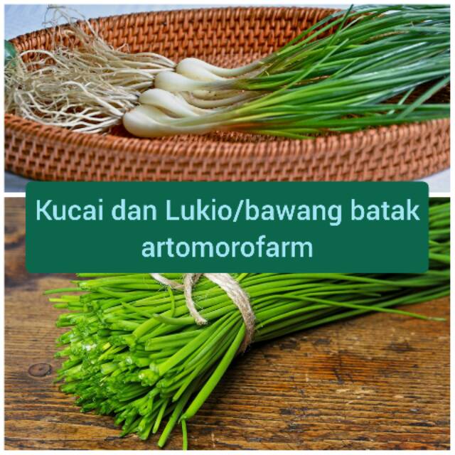 

Kucai /bawang ganda dan Lukio\bawang batak