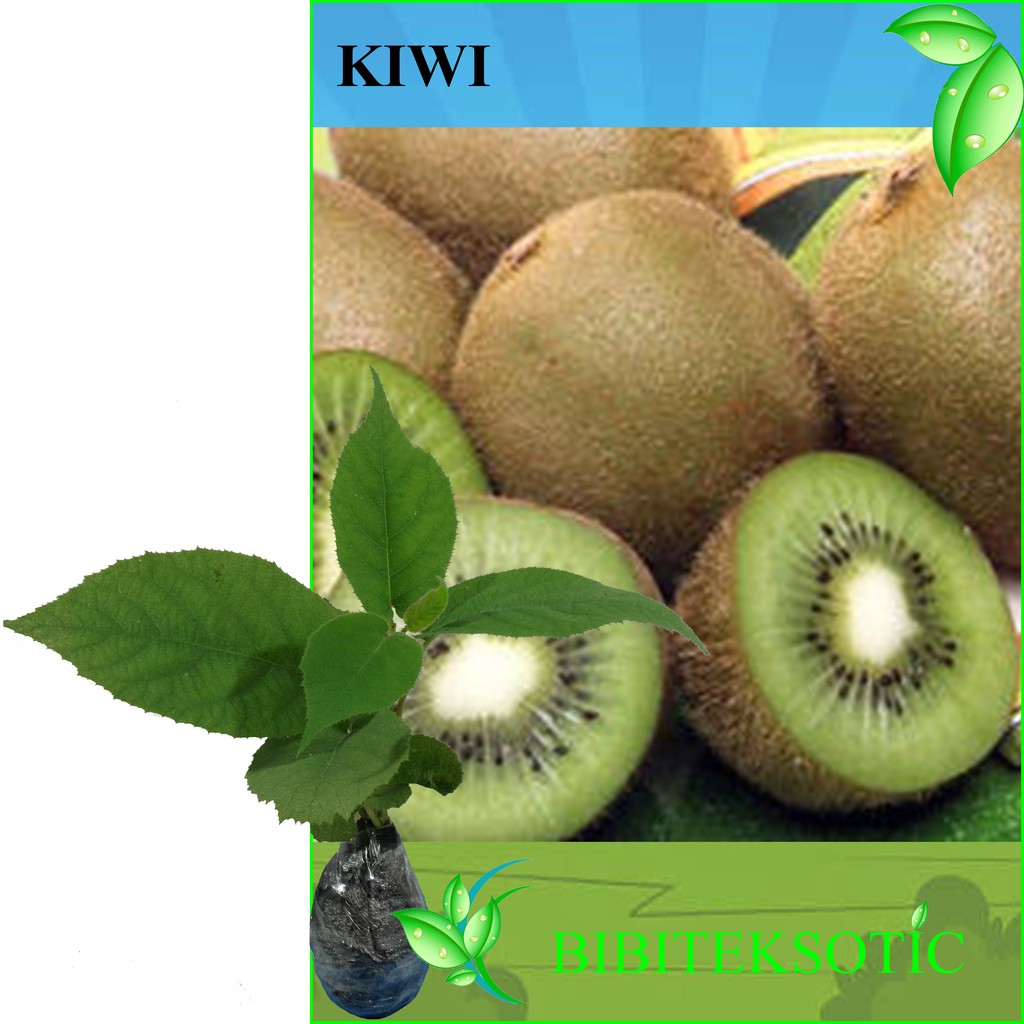 Tanaman Kiwi (buy 1 Get 1)