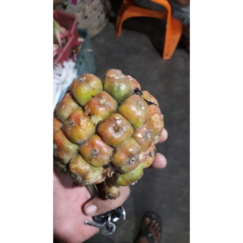

asam cekala