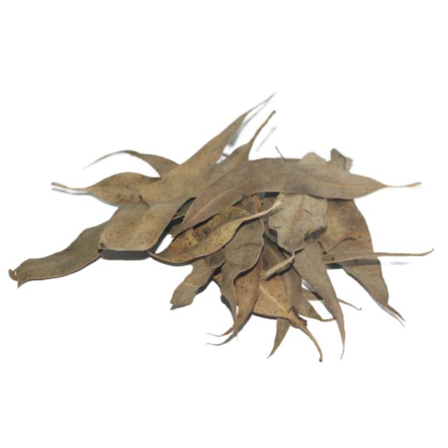

DAUN ECALYPTUS KERING