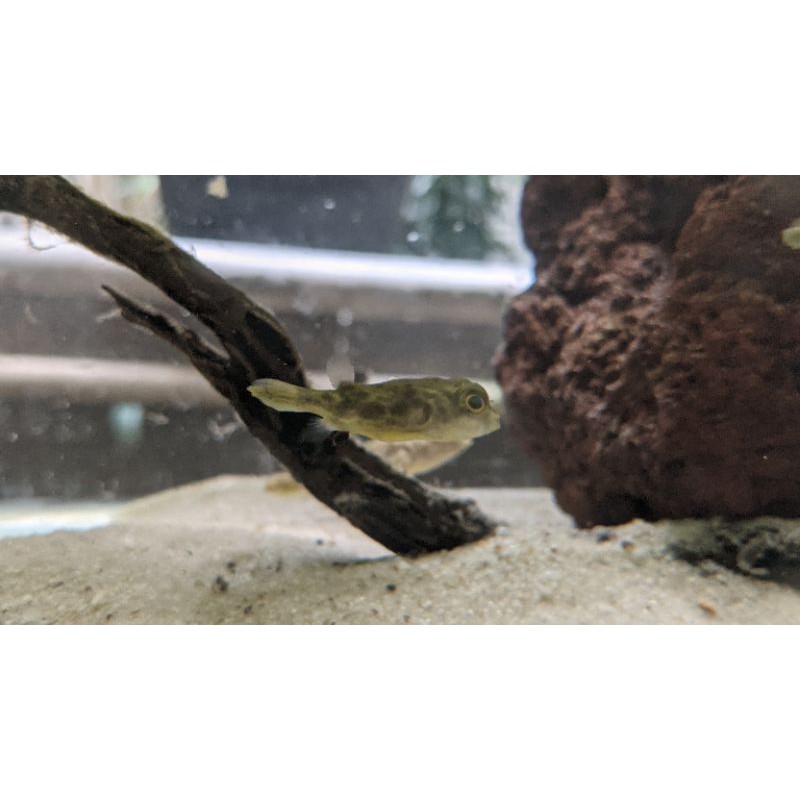 Ikan Buntal Puffer Fahaka