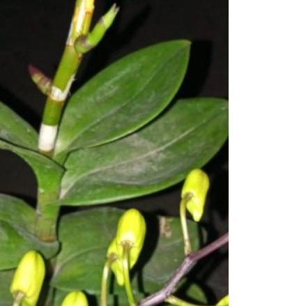 (Best terlaris) Bud Breaker kemasan 1 gr / salep anggrek /salep pemecah tunas ➚ Grosir