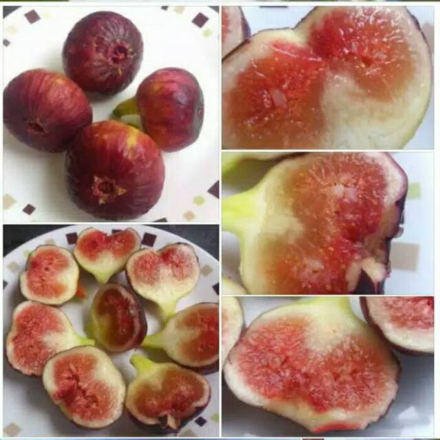 

Buah tin