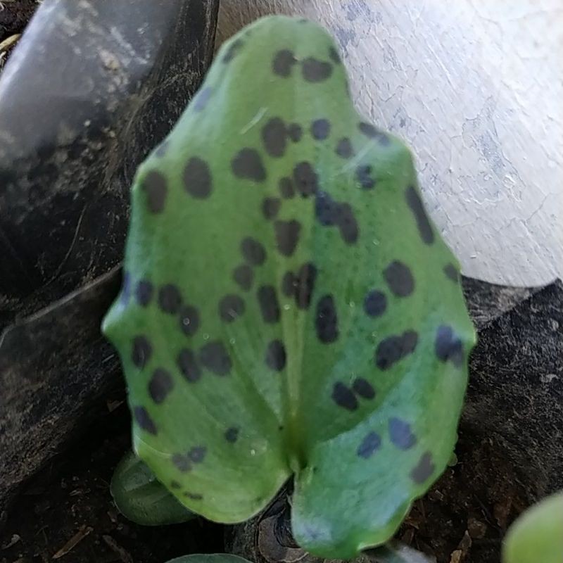 Tanaman Caladium/ Keladi Kodok