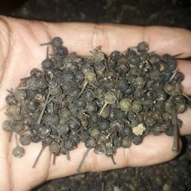 

KEMUKUS KERING 50 GRAM