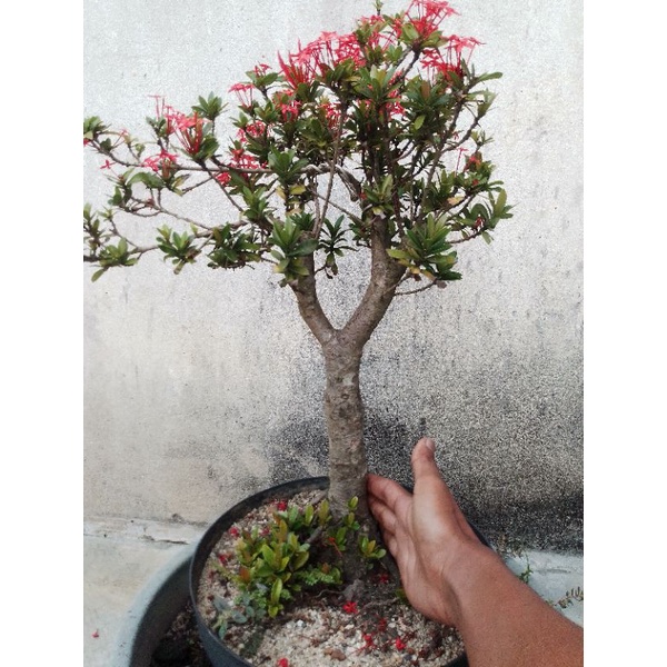 Bahan Bonsai Asoka Merah (Tinggal Penyuburan)