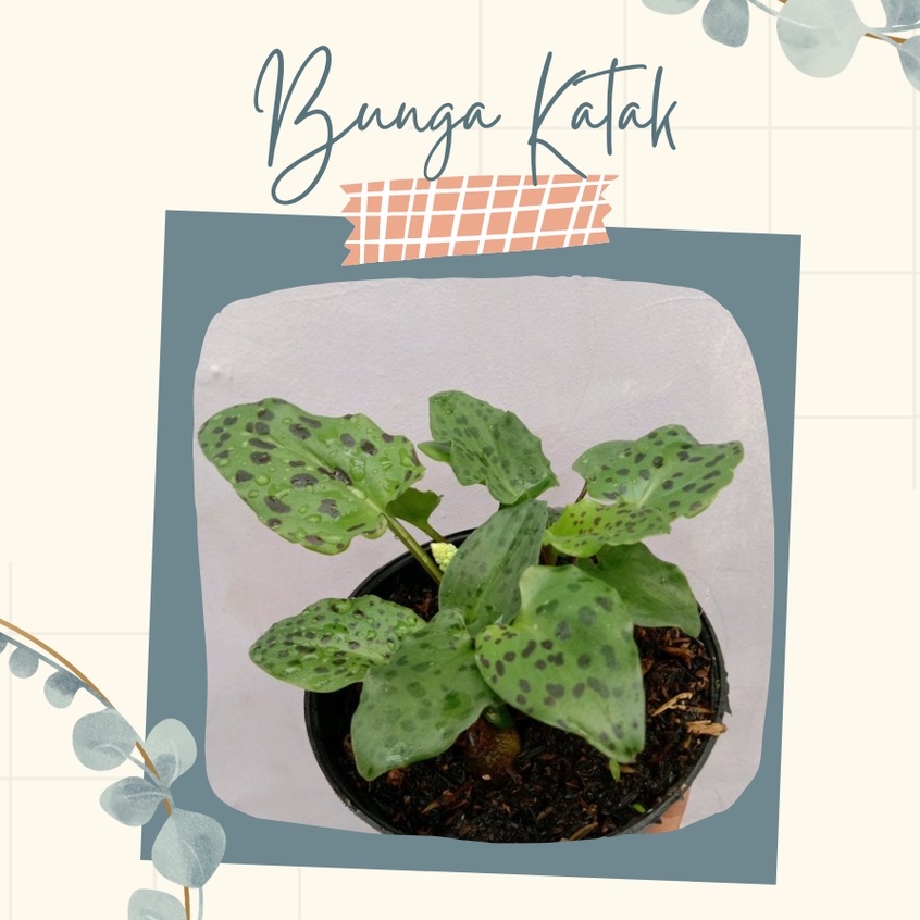 Tanaman Hias Bunga Katak Bunga Hias Bunga Katak
