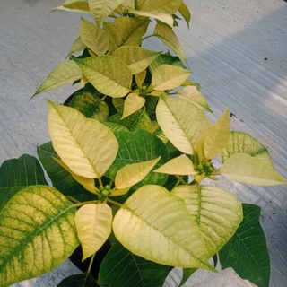 Tanaman Hias Kastuba Putih