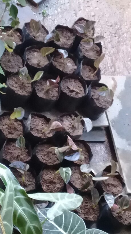 Aglonema Rotundum Aceh Bibit2-3daun Baby Minim Order 5plant