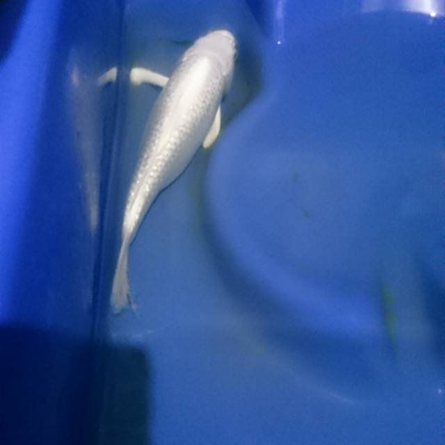 Ikan koi platinum ginrin berkilau langka ukuran 23 cm asli Blitar