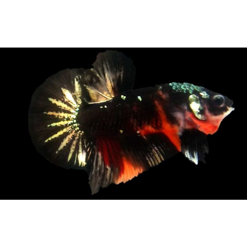 Cupang Avatar Nemo Copper