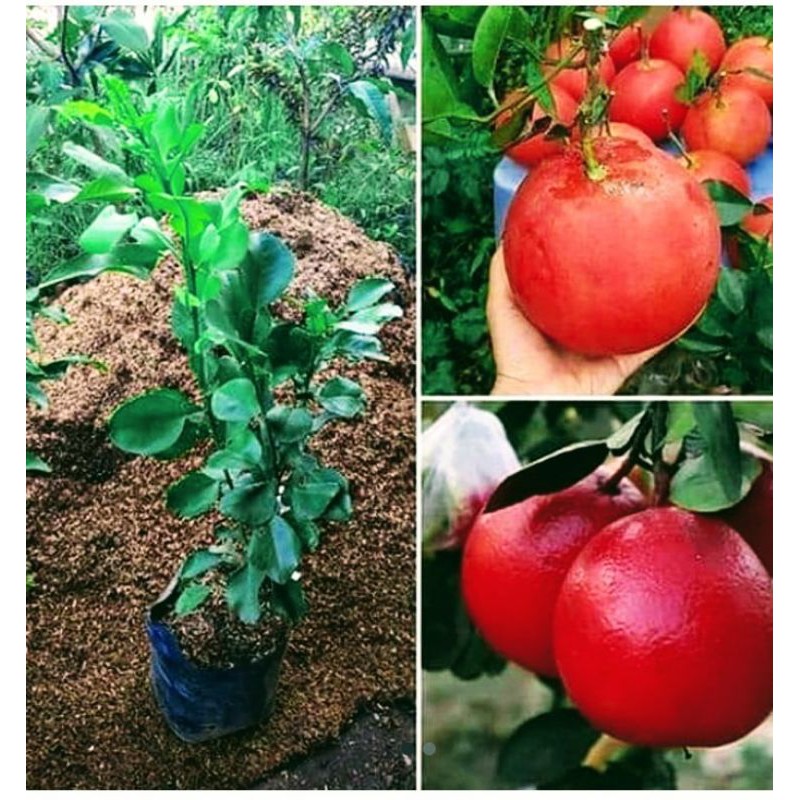 Bibit Jeruk Bali Red Pamelo