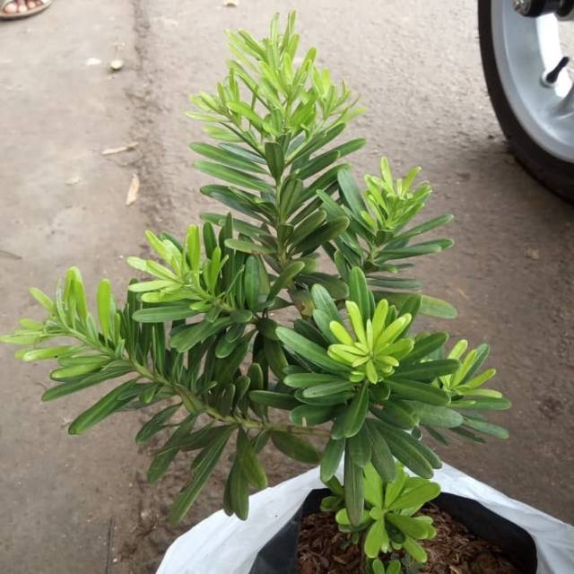 Tanaman lohansung cincuan bahan bonsai - pohon lohansung cicuan - tanaman lohansung cincuan