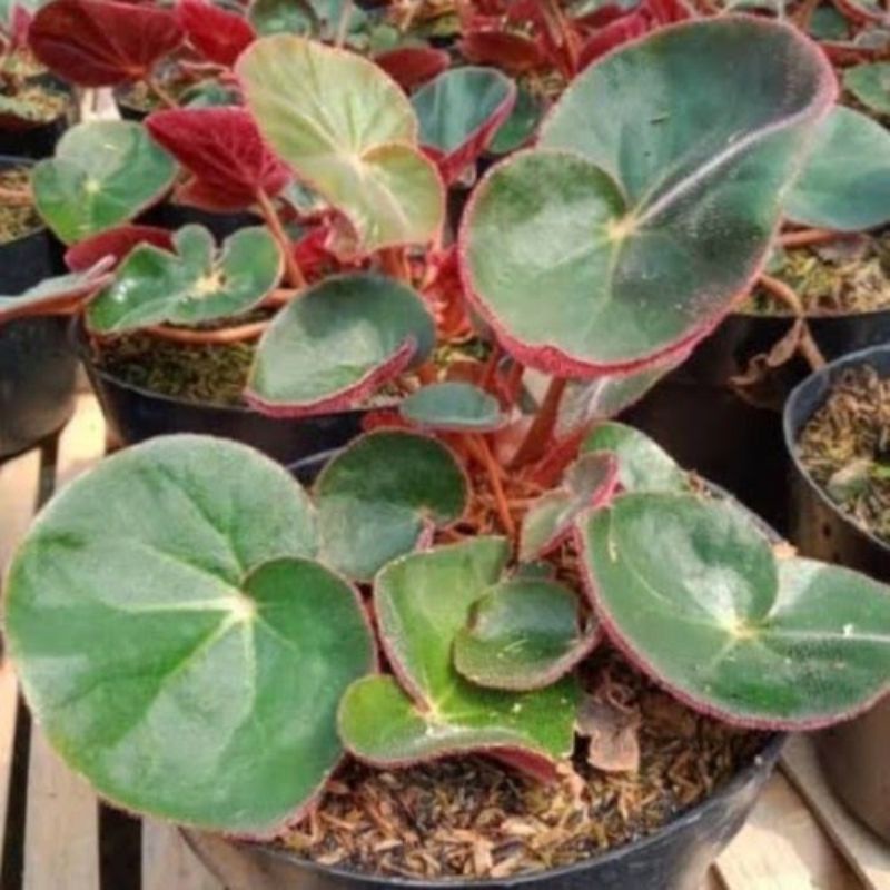tanaman hias begonia red carpet - begonia karpet
