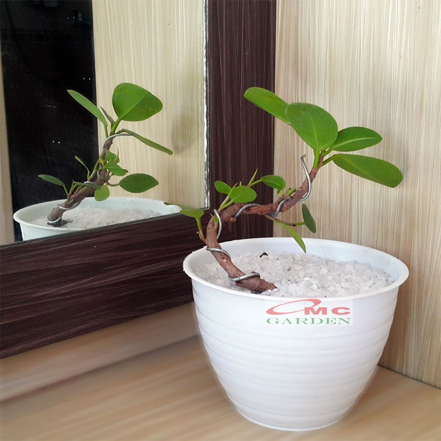 Tanaman Hias Pohon Bonsai Mame Beringin Korea Mini Dolar B-BK-P0510