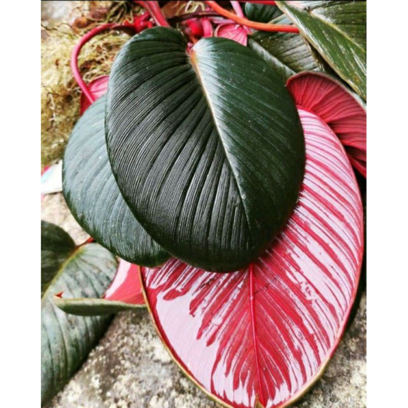 BONGGOL/ UMBI HOMALOMENA MERAH DAUN TEBAL BATANG MERAH(SP SUMATRA)