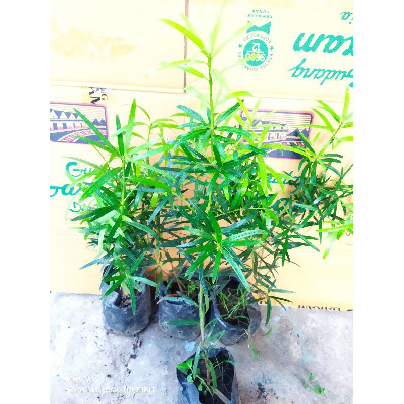 lohansung lidah burung