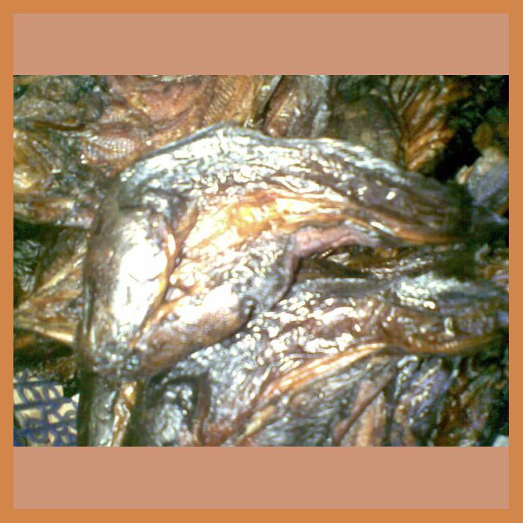 

IKAN LELE SALE / ASAP
