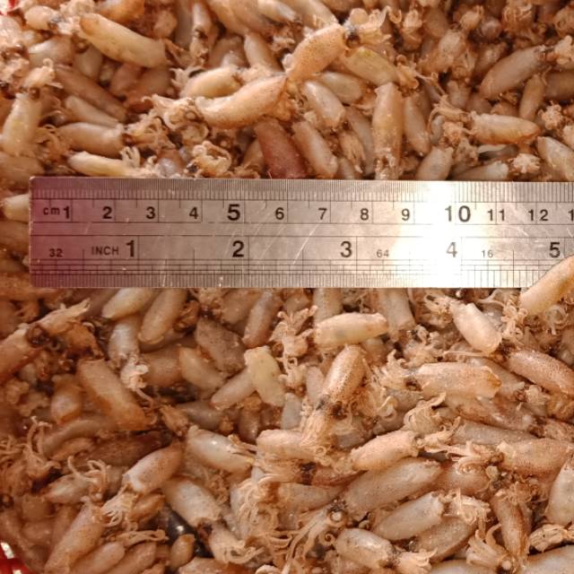 Baby Cumi Medan  1 Kg