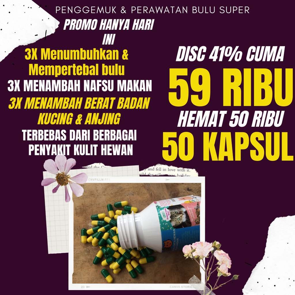 vitamin untuk kucing obat makan kucing obat untuk kucing vitamin kucing obat hewan perawatan kucing