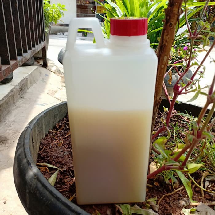 

Madu KLANCENG super 1kg - MMD1416