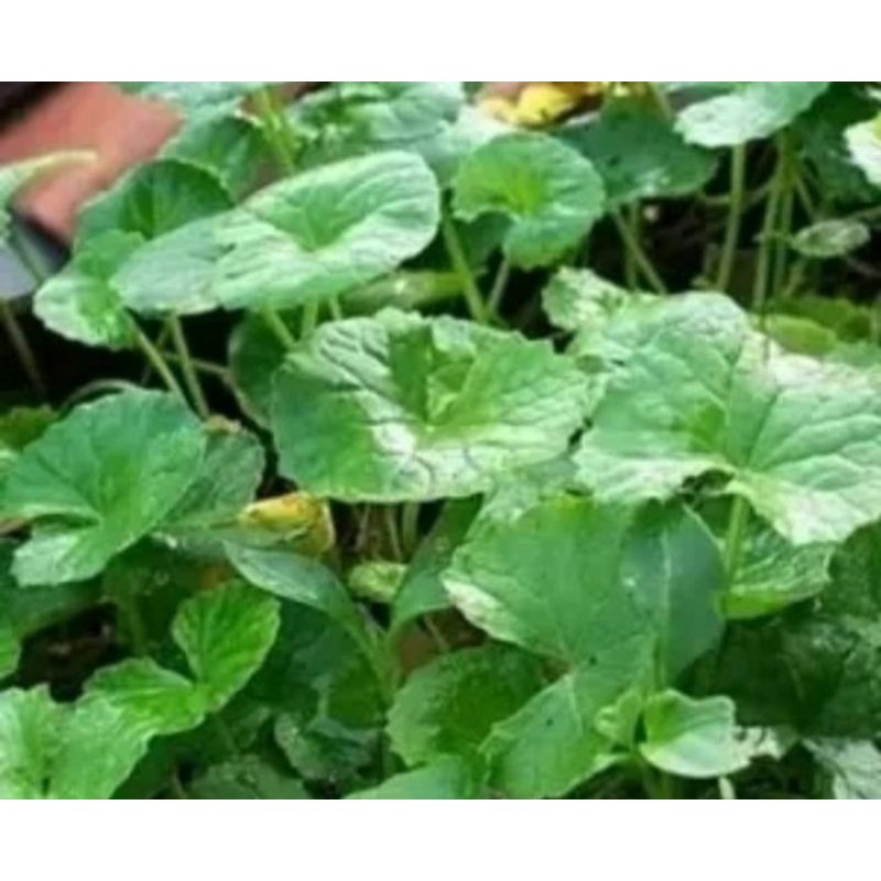 

Daun Pegaggan atau Antanan segar 500 Grm