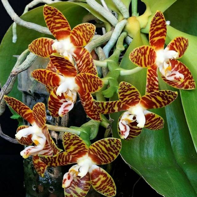 Anggrek Phalaenopsis Amboinensis