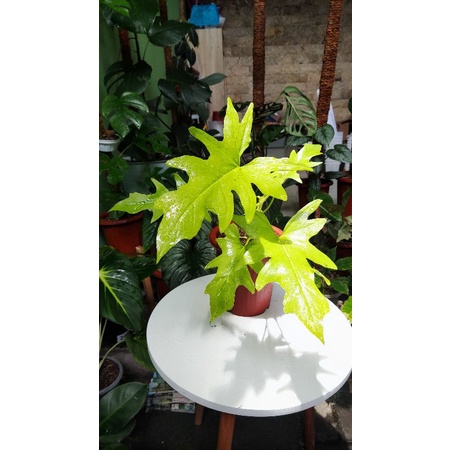 RARE  Philodendron Warscewiczii Aurea Flafum / Golden Finger