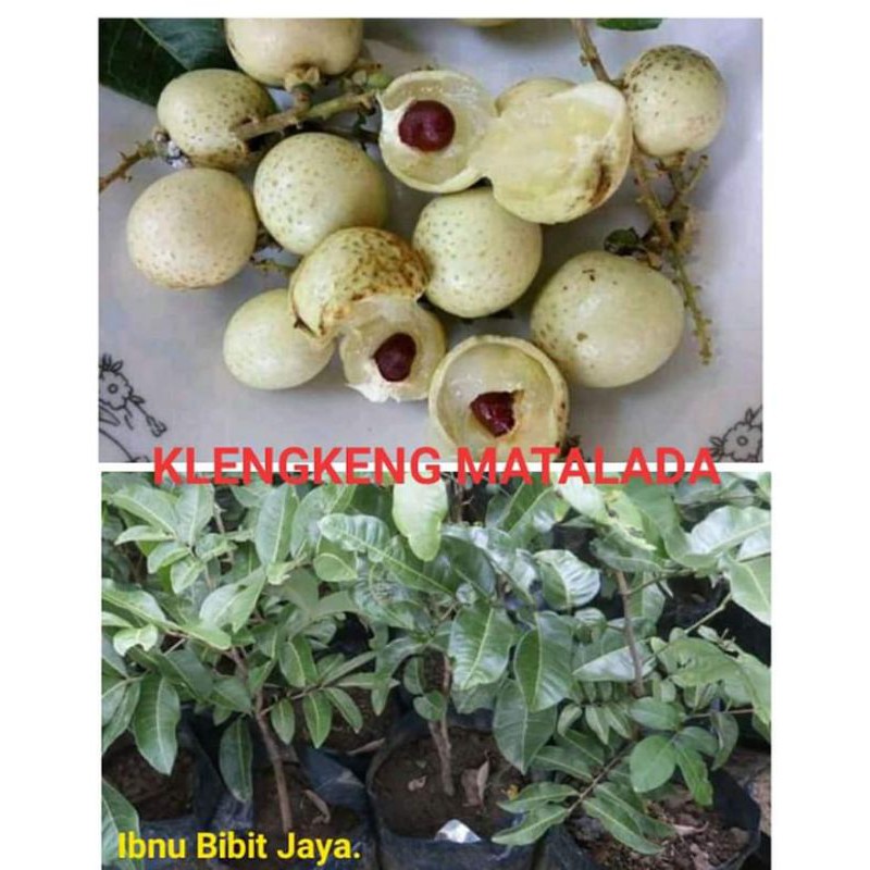 paket bibit buah