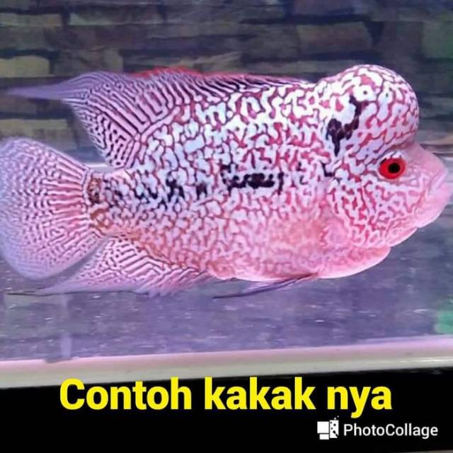 anakan ikan Louhan sortiran golden base x cencu series full mutiara ukuran 4 cm