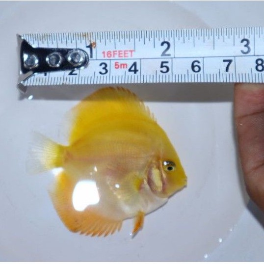 ikan discus Golden 4 cm
