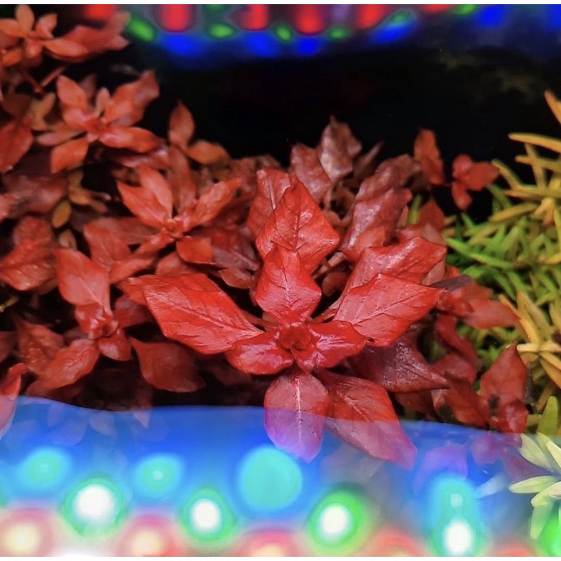 Ludwigia palustris red ( tanaman aquascape )