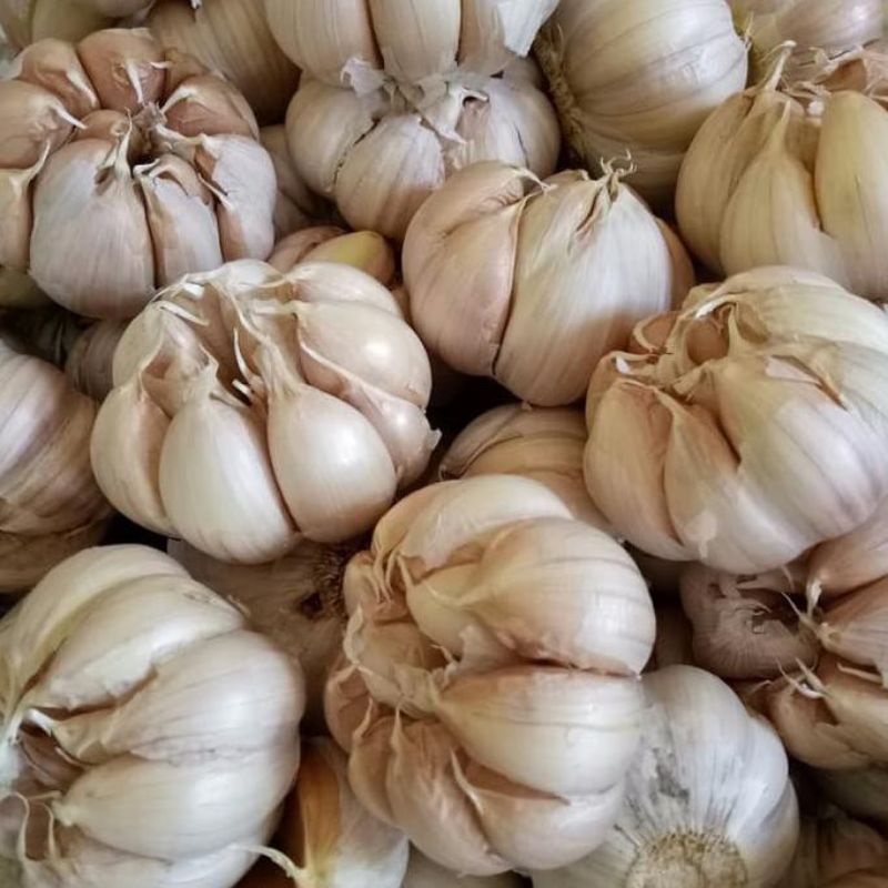 

Bawang Putih Bumbu Dapur SAYUR GEDEBAGE PRAKTIS BANDUNG