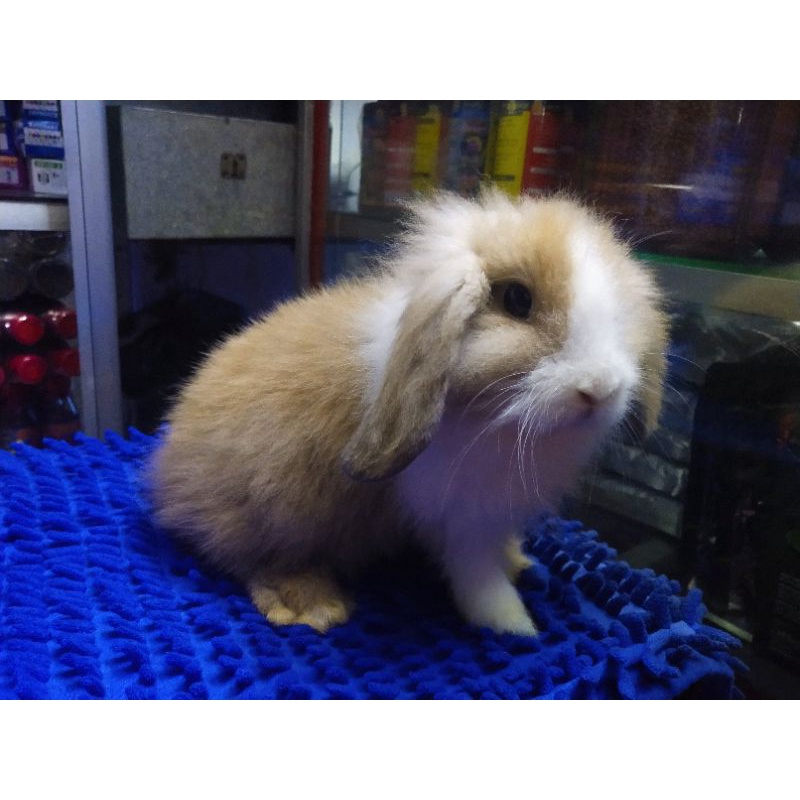 Kelinci Fuzy Lop