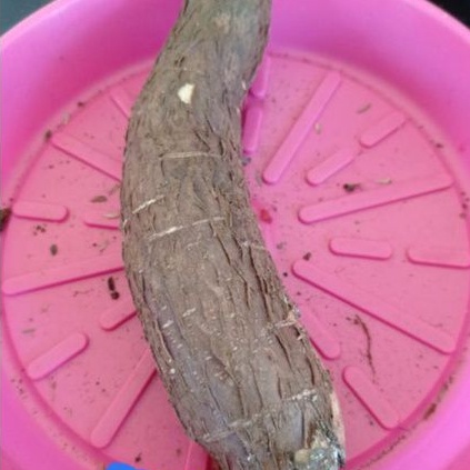 

Singkong racun sapi kuru 500 gram