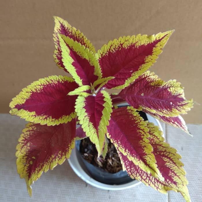 tanaman coleus red lipstik yellow